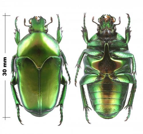 Ischiopsopha ritsemae celebensis